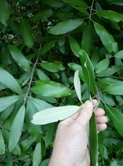 Pittosporum ralphii