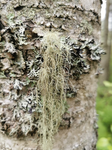 Fishbone Beard Lichen