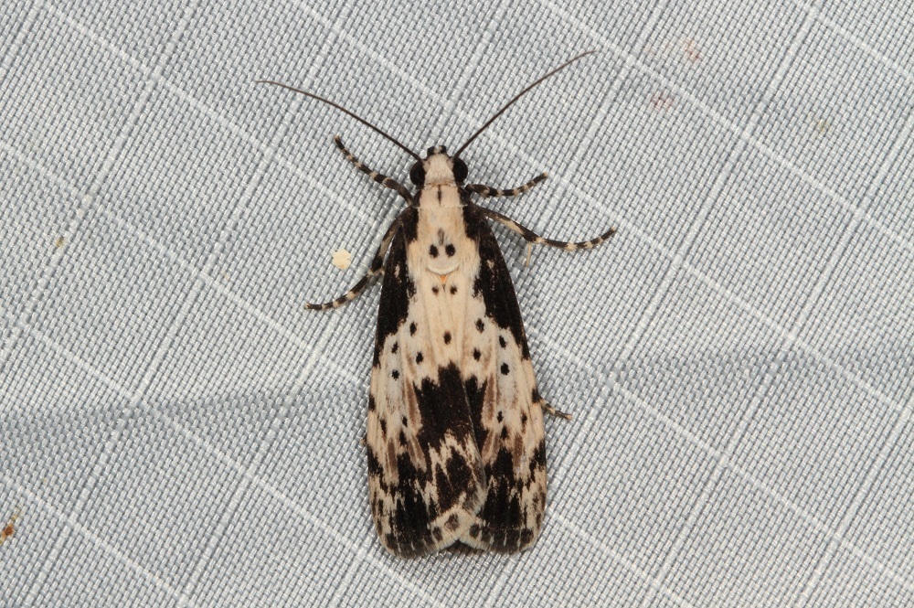 Aganas