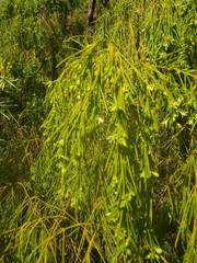 Plocama pendula image