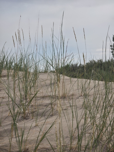 Leymus flavescens, 2026-06-26