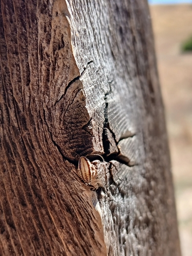 iNaturalist observation photo of Three-lined Cockroach
