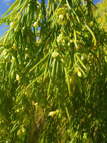 Plocama pendula image