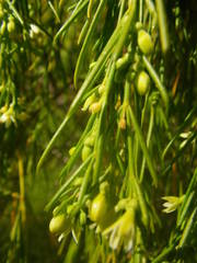 Plocama pendula