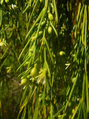 Plocama pendula