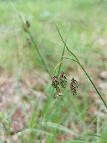 Tall Bog-sedge