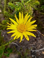 Cullumia setosa setosa