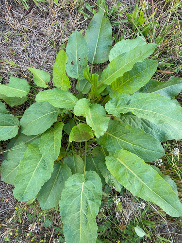 broad-leaved dock