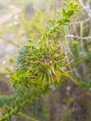 Cullumia setosa setosa
