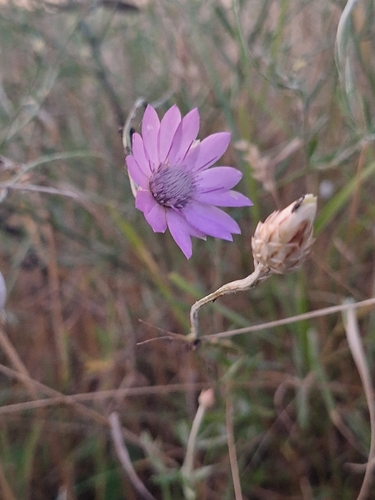 Immortelle