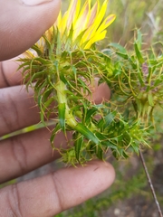 Cullumia setosa setosa