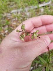 Penstemon laevigatus