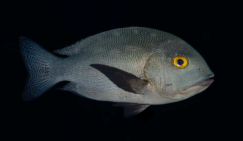 Midnight Snapper