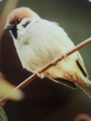 Passer montanus