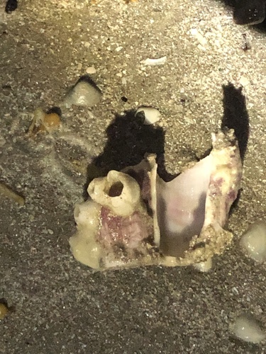 Megabalanus tintinnabulum observed 2026-06-26