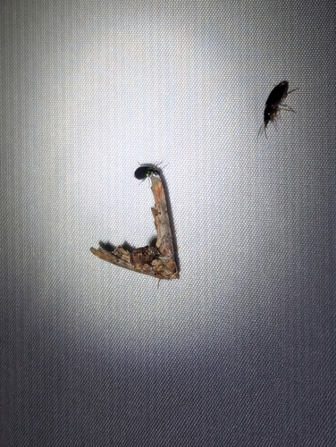 Dark Marathyssa Moth photo 5
