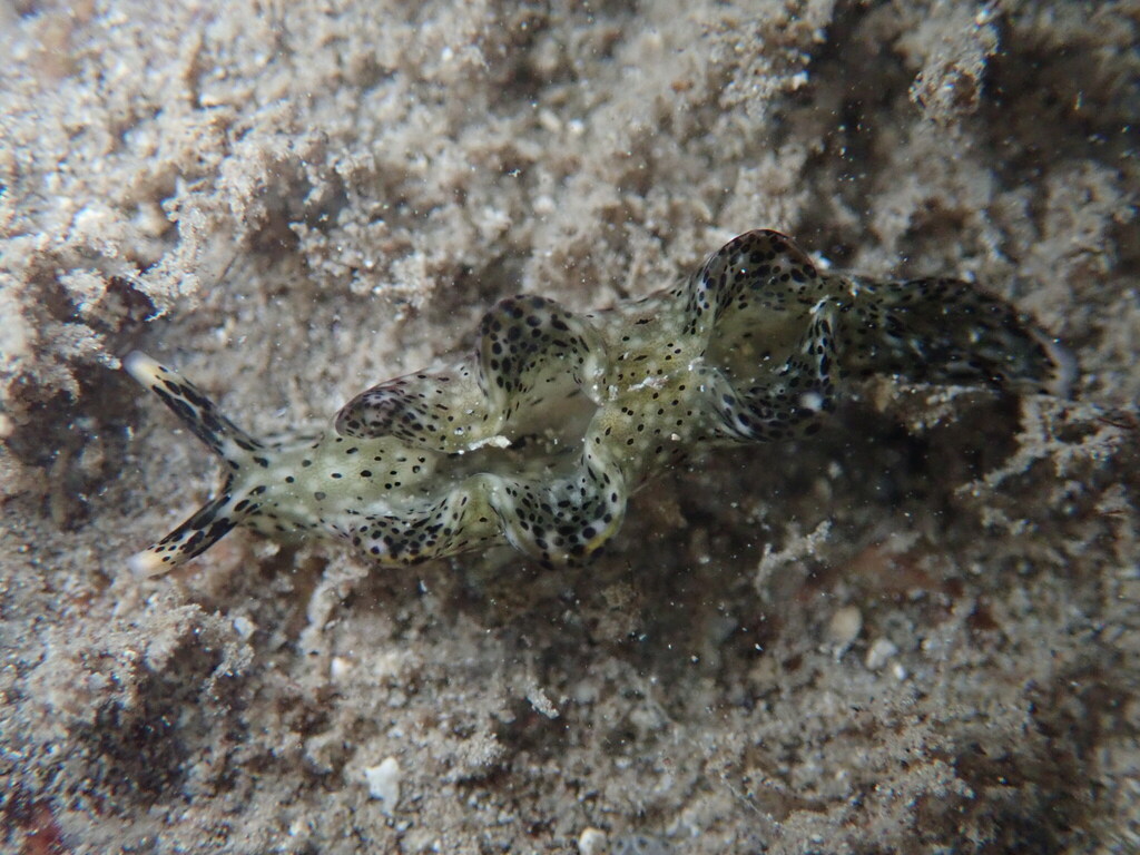 Elysia nigropunctata