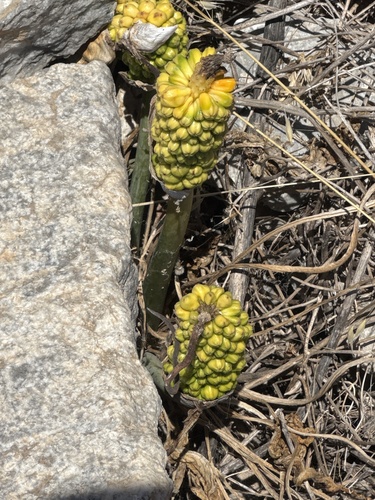 Arum dioscoridis