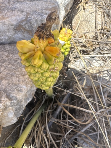 Arum dioscoridis, photograph 2