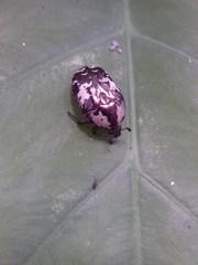 Protaetia aurichalcea