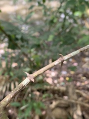 Oxyceros longiflorus