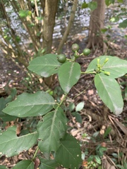 Oxyceros longiflorus