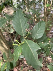 Oxyceros longiflorus