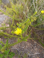 Cullumia setosa setosa