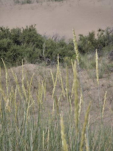 Leymus flavescens, 2026-06-26