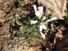 Cardamine dissecta