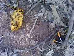 Doxocopa laure laure