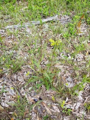 Penstemon laevigatus