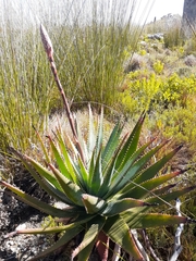 Aloe succotrina