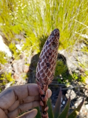 Aloe succotrina