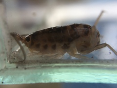 Bellorchestia quoyana
