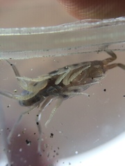 Bellorchestia quoyana