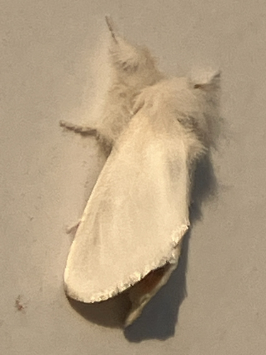 Brown-tail Moth