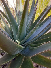 Aloe succotrina