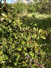 Cotoneaster lucidus