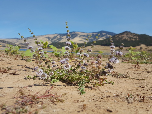 Representative image of Mentha pulegium