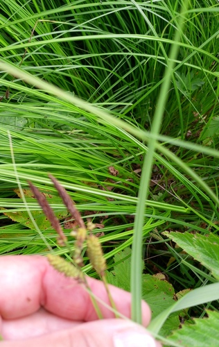 Carex cespitosa, photograph 6