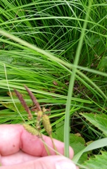 Carex cespitosa, photograph author not stated, no rights reserved
