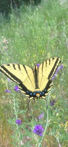 Two-tailed Swallowtail