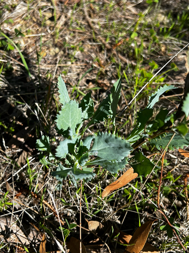 Goodenia albiflora, photograph 5