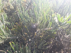 Leucospermum tomentosum
