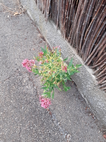 Red Valerian