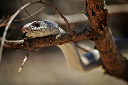 Masticophis mentovarius