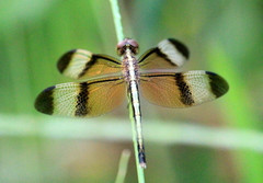 Neurothemis tullia