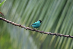 Chlorophanes spiza argutus