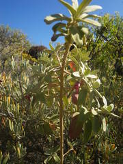 Teucrium heterophyllum subsp. brevipilosum image